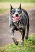 AUSTRALIAN CATTLEDOG