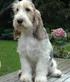 GRAND BASSET GRIFFON VENDEEN