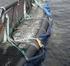 Langtidsvirkning av Permaskjørt på fiskeatferd