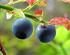 Content of heavy metals in cloudberries and bilberries in SørVaranger, Finnmark 2008