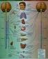 Nervesystemet Nervous system