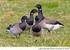 Results from the survey of the Light-Bellied Brent Goose and Barnacle Goose populations on Tusenøyane and southwestern Svalbard in July 1995