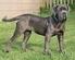 NAPOLITANSK MASTIFF. Gruppe: 2 FCI rasenr: 197 FCI dato: NKK dato: