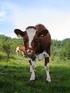 Grovfôrkvalitet og kraftfôr Økologisk melkeproduksjon