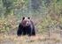 Kvote for lisensfelling av brunbjørn i region 5, 6, 7 og 8