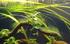 Plantefysiologi - plantenes stoffomsetning, vekst og utvikling
