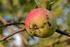 Tiltak mot epleskurv