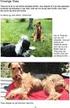 Rasespesifikk avlsstrategi (RAS) for Jack Russell Terrier