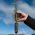 Kvalitet og kvalitetskrav for skogplanter i Norge (Prosjektperiode ) Sluttrapport