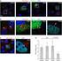 Kit Components. Aurora A Kinase Enzyme System. Turn Key MBP Protein Substrate