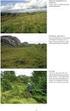Kartlegging av biologisk mangfold med hovedvekt på moser og lav. Brattfossen i Lena, Agdenes kommune