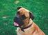 NORSK BULLMASTIFF KLUBB