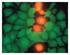 Kit Components. CytoTox-Fluor Cytotoxicity Assay