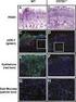 Kit Components. Caspase-Glo 1 Inflammasome Assay 10ml