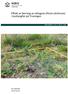 Effekt av fjerning av sitkagran (Picea sitchensis) i kystlynghei på Troningen