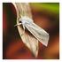 Nattsommerfugler på Revtangen ny kunnskap om sommerfuglfaunaen på Vestlandet