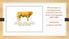 Presentasjon av fenotypetestede Limousin okser fra Staur testomgangen 2017/2018. Auksjonsdag Lørdag 28. april 2018
