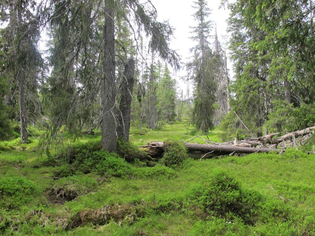 Foto: Rein idteng Urskogsnær granskog i KO 3.