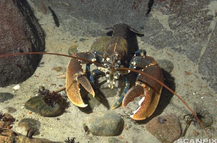 .9.5 Vi antar at hummerbestanden øker med,5 % i året. Hvor mange år tar det før bestanden er doblet? Vi setter hummerbestanden lik H.,5 Vekstfaktoren blir,05.