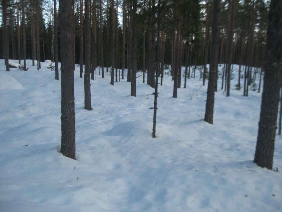 Eksempel på skogsområde hvor vi har sett få harespor. 3. Legg en plan Vi skulle finne harespor,og det kunne vi bare se om vinteren når det er snø.