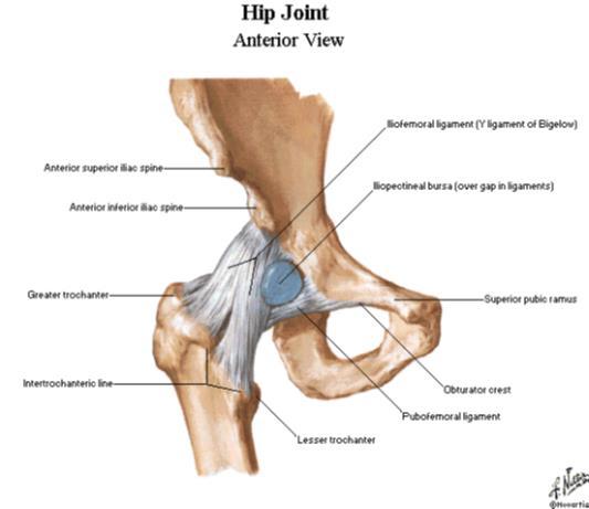 Psoas bursitt (pectineal bursitt) Etiologi Ukjent.