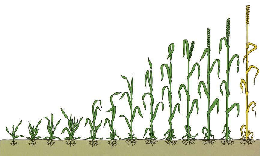 Jord- og Plantekultur 2013 / Bioforsk FOKUS 8 (1) 263 Utviklingsstadier i korn I flere av artiklene i denne publikasjonen blir det referert til Zadoks skala for å beskrive kornplantenes