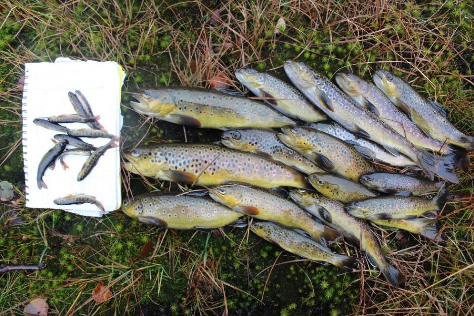 9 Økologisk tilstand basert på fisk og vannkvalitet Statusen hos en ørretbestand kan vurderes ut fra (i) fangstutbyttet pr.