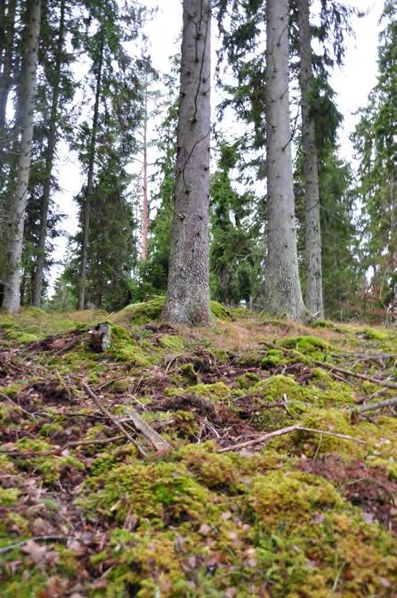 Alteter og skogsdyr 95 %