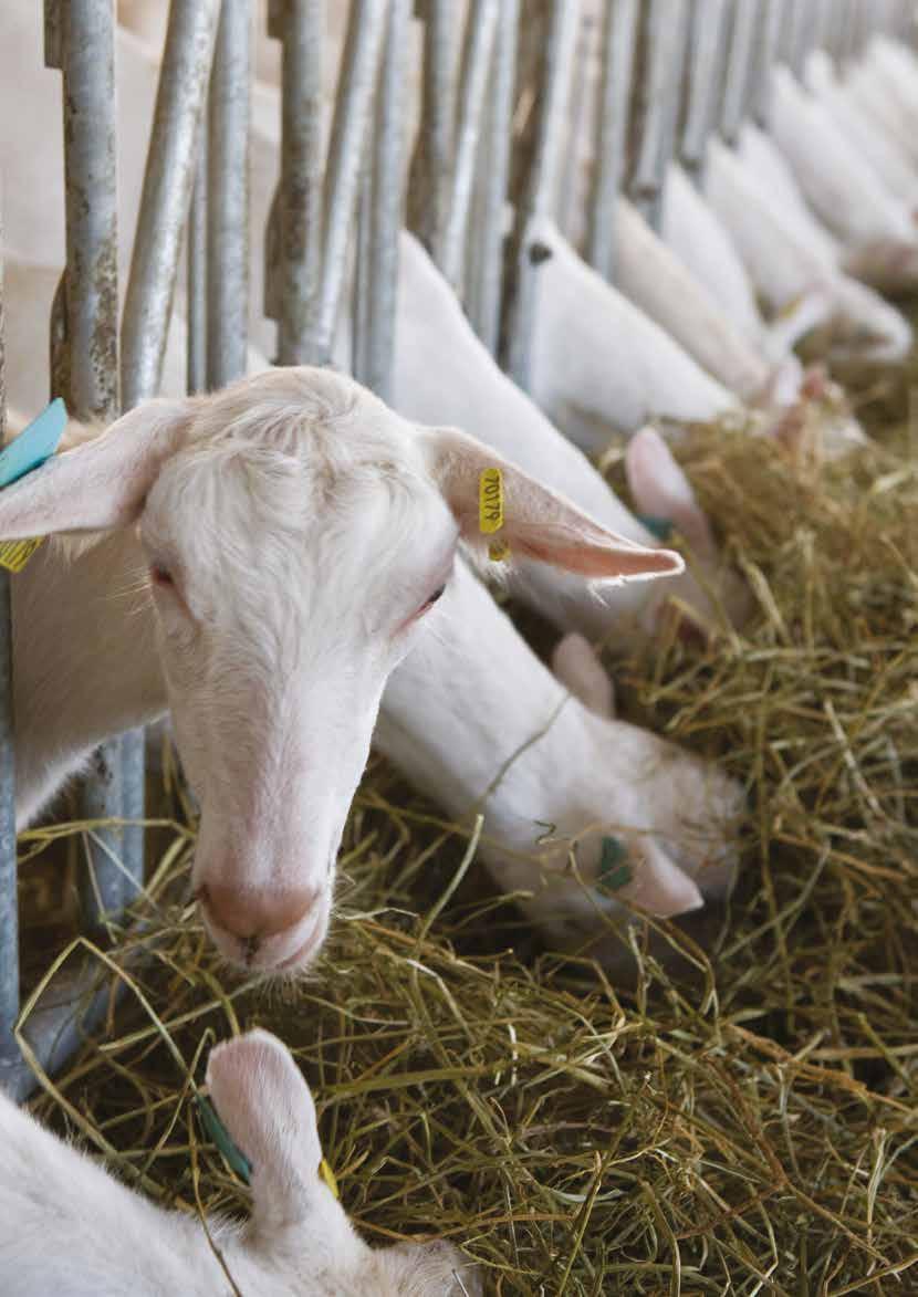 LØSNINGER FOR SAU OG GEIT DeLaval har et komplett og tilpasset sortiment for melking av sau og geit. Besetningsstyring DeLaval DelPro er tilgjengelig for melkesystemer for geit.