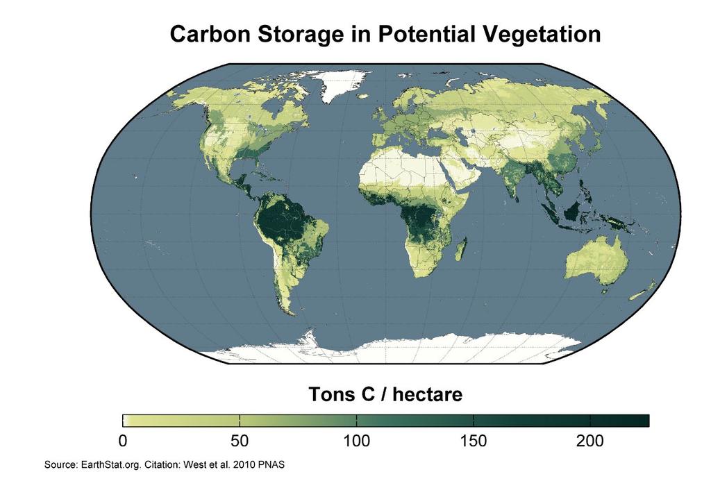 Skogene i tropene binder karbon via