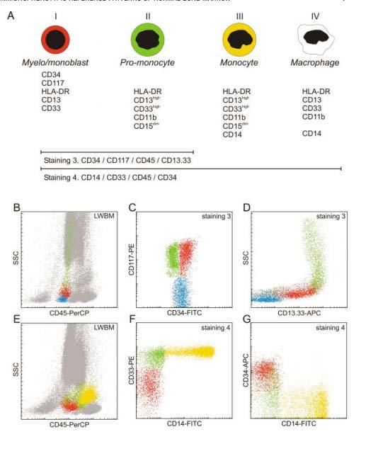 29 Cytometry B 2004: van Lochem E et al, Kasus B: Gutt, 5 år Tidligere frisk Luftveisinfeksjoner