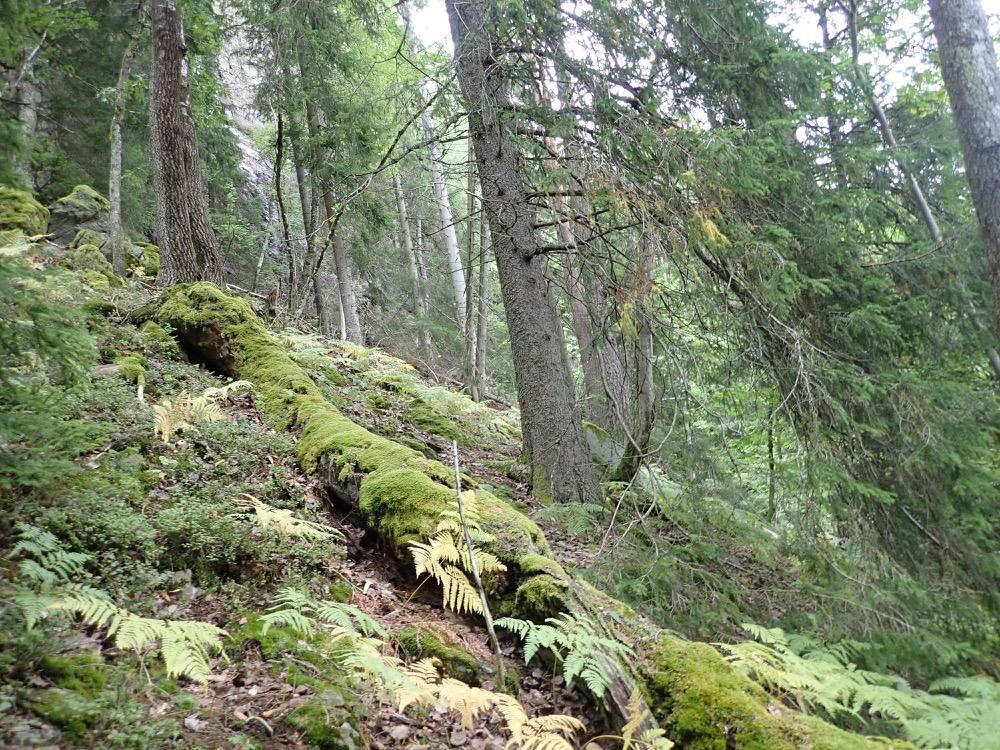 eikeskog i kjerneområdet 2 Foto: Marte Olsen I