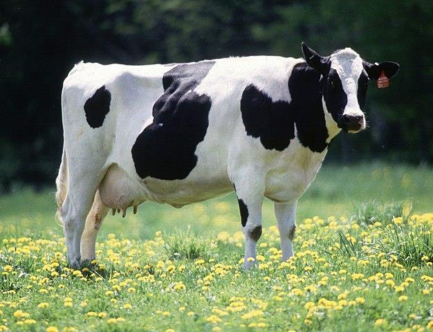 Han drev generelt landbruk, meieri og poteter i stort omfang. Han hadde flokk med Holsteinstorfe, og noen dyrearter av blandede raser.