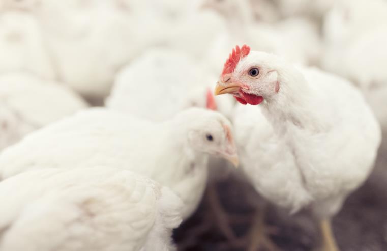 Dyrevelferd Vi har dyrevelferd i sentrum I vår dyrevelferdserklæring forplikter vi oss til: Vi har Riktig rase Et godt kyllingliv forutsetter gode gener.