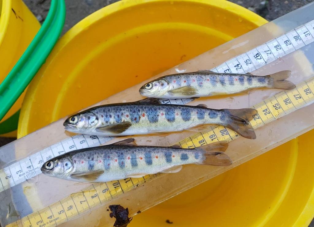 Tabell 3. Antall fisk undersøkt (N), andel (%) infisert (P) og gjennomsnittlig intensitet (I) hos laksunger og artshybrider innsamlet på 22 stasjoner i Drivavassdraget høsten 2017.