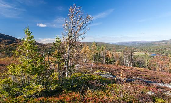 Målet er regional balanse Muligheter