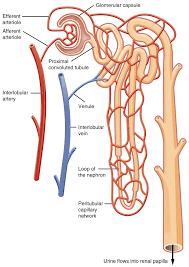 Nyrens anatomi/fysiologi Nyren består av mange nefroner Regulerer konsentrasjonen av vann og elektrolytter ved å filtrere blodet og lage urin Hvert nefron har en glomerulus en «kapillærklump», hvor