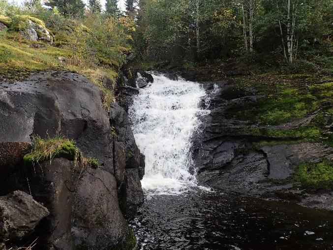 Elvemusling er ifølge grunneiere bare observert nedstrøms Kvernfossen. Aunelva er innløpselva til Aunvatnet, og det er ifølge grunneierne svært mye gytefisk i elva på høsten.