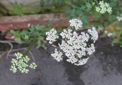 Chervil: