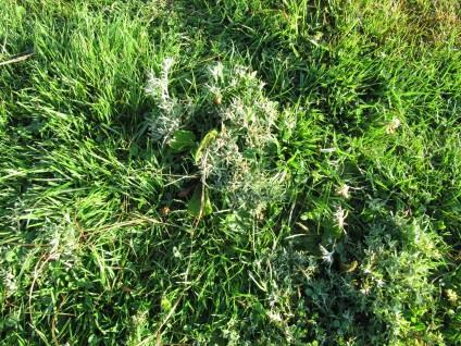 Cudweed: