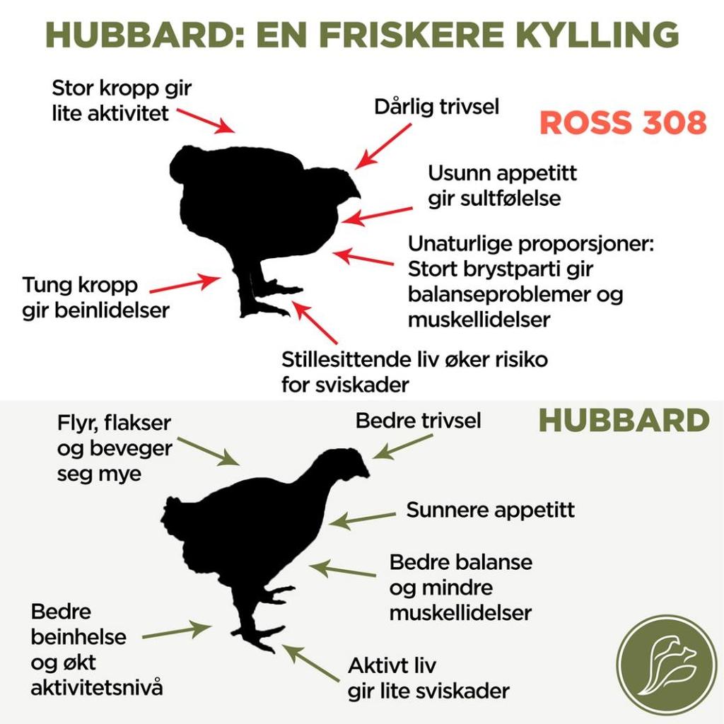 Å bytte til Hubbard er et viktig virkemiddel for å bedre dyrevelferden i norsk kyllingproduksjon.