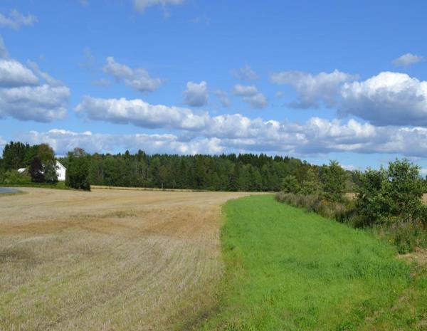 Grasdekt kantsone i åker Belte av gras mellom dyrket åker,