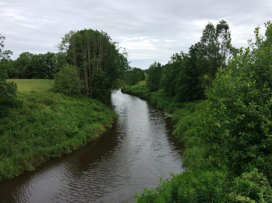 Natulig kantvegetasjon Belte med naturlig gras, urter,