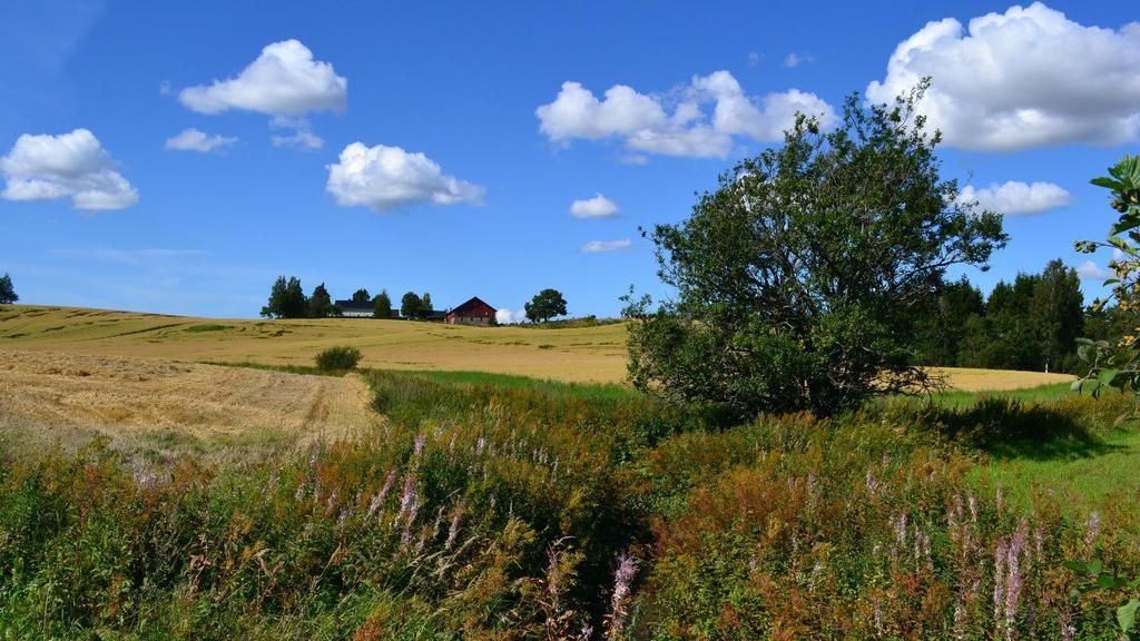 Renseeffekt av plantedekke mellom jordbruksjord