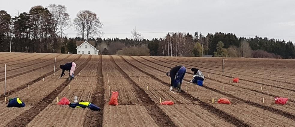 Bruk av Envirom CBX og Rootbase i kepaløk 2017 Bakgrunn Envirom Green tok kontakt med NLR Øst fordi de ønsket å prøve ut Leonarditt-produktene i forsøk under norske forhold.