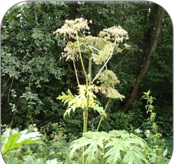 Bjørnekjeksarter (Heracleum spp.) Arter: kjempebjørnekjeks (SE) og tromsøpalme (SE). Artene har noe ulik biologi, som bør hensyntas i forhold til bekjemping av arten.