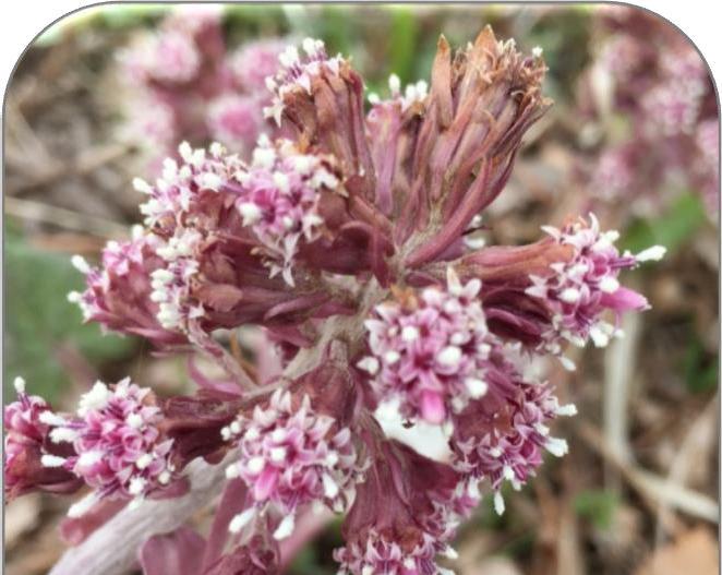 Pestrotarter (Petasites spp.) Arter: Legepestrot (HI) og japanpestrot (HI). Artene har noe ulik morfologi, men med tanke på håtering av løsmasser hvor artene vokser, behales de likt.