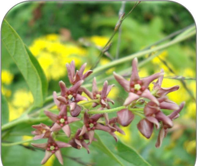 Russesvalerot (Vincetoxicum rossicum) Arter: Russesvalerot (SE). Slyngplante. Østlig art. Levetid: Flerårig Formeringsmetode: Aseksuell (selvpollinering) og vegetativ.