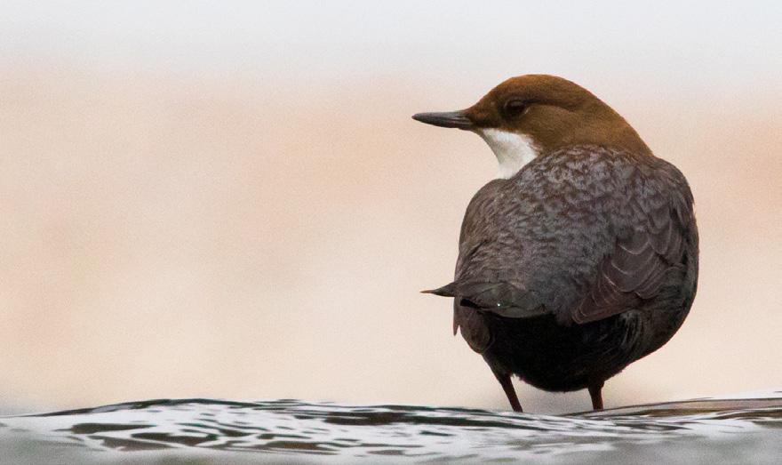 NEUE BRIEFMARKE NORWEGENS NATIONALVOGEL (EUROPAMARKE) Datum: 04209