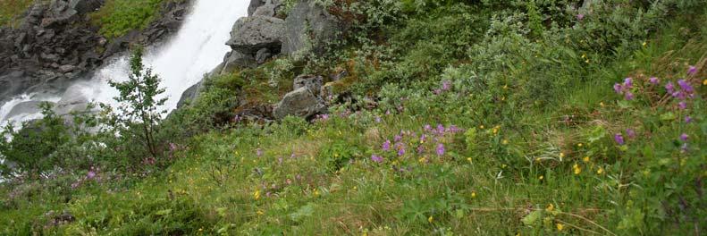 subalpina), og mindre områder med bl.a. museøre (Salix herbacea), hestespreng (Cryptogramma crispa), moselyng (Cassiope hypnoides) og fjellfiol (Viola biflora).